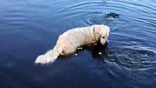 Ce chien est hors pair, regardez comment elle pêche des poissons dans l’eau…