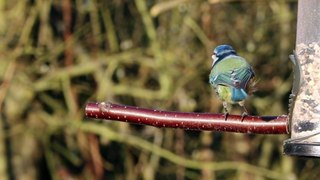 Bird Perched cLIP