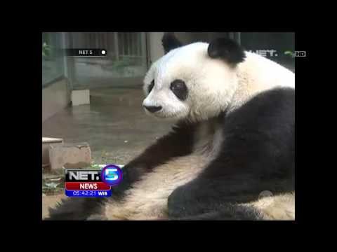 Perayaan Ulang Tahun Seekor Panda Raksasa Tertua di Dunia Asal Cina - NET5