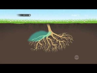 Grafis Fungsi Hutan - NET12