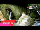 Chuyện lạ Việt Nam - Chuyện rùng mình về rắn thần báo oán ở Thái Nguyên