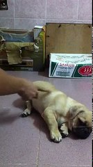 Dog training at home (pug 4 months)