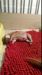 Puppies sleeping very funny oh oh.....