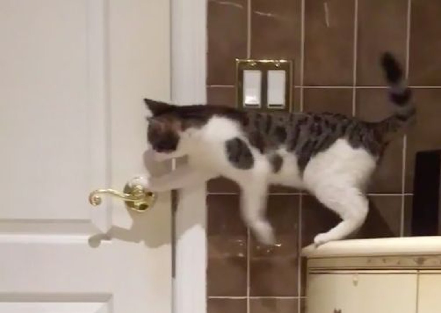Un chat arrive a ouvrir les portes tout seul ! - Vidéo Dailymotion