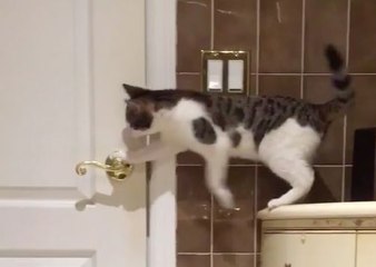 Un chat arrive a ouvrir les portes tout seul !