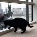 Window washer plays with cat while cleaning