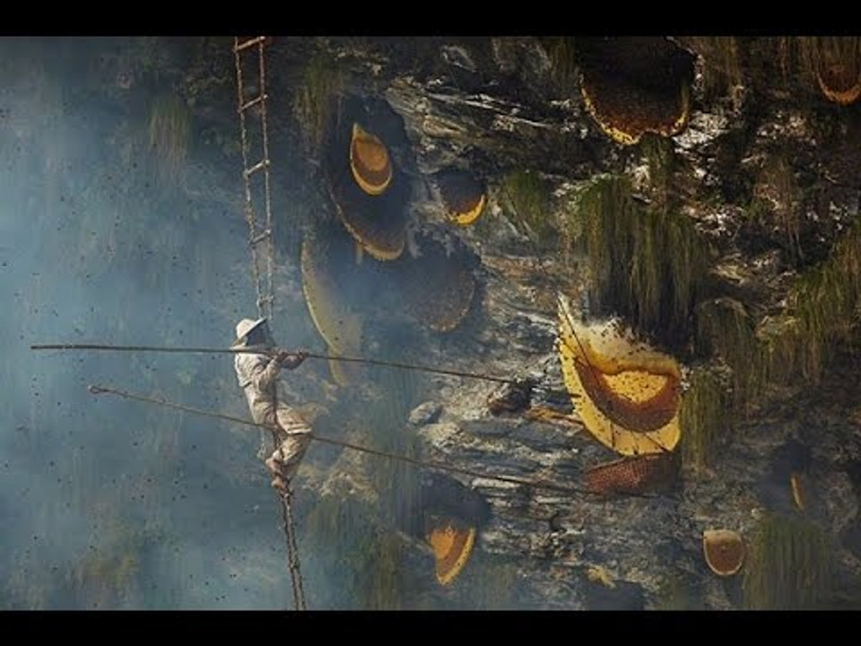 Công việc nguy hiểm nhất thế giới: săn mật ong ở độ cao gần trăm mét