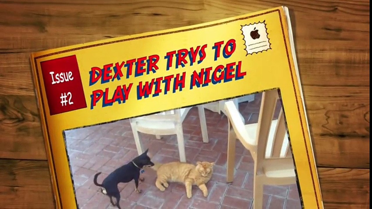 Dog Attacks Cat -