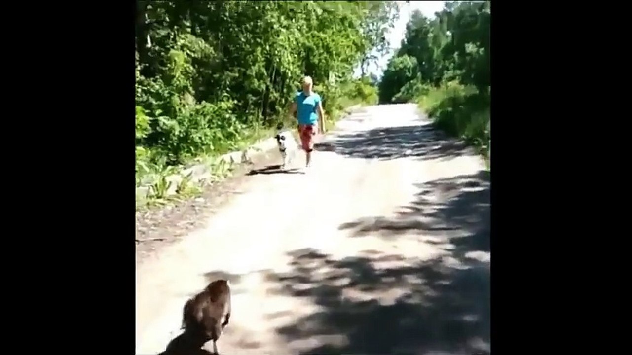 Cat ATTACKING Dog that make us laugh !!! Cat & Dog Funny Compilation -