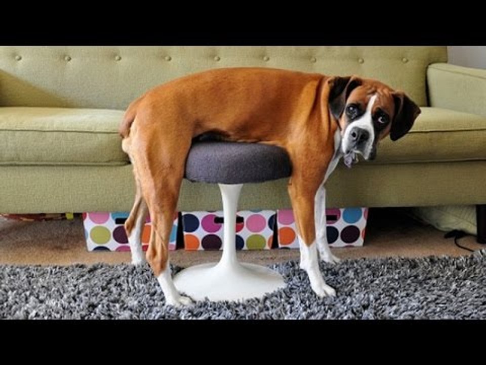 Dogs & puppies make us laugh no matter what!