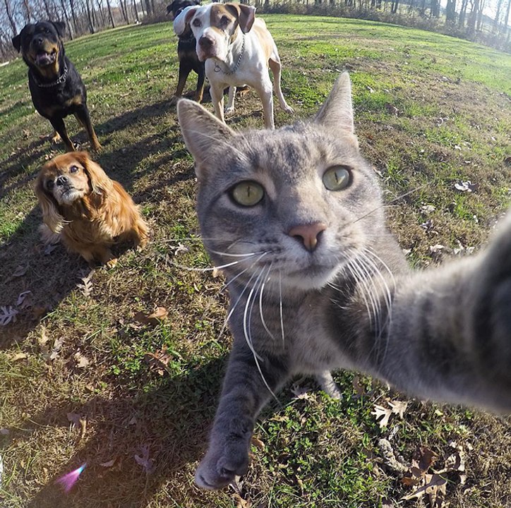 Dogs just never fail to make us laugh