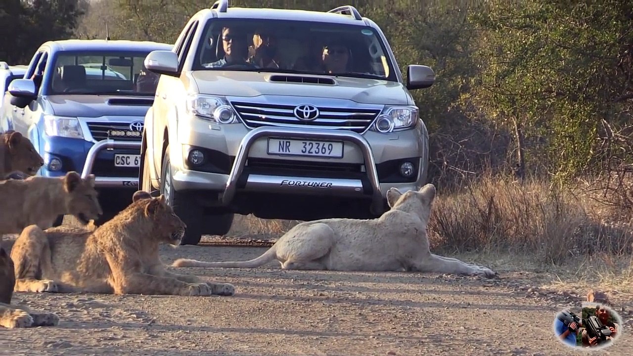 Massive Lion Sightings Roadblocks. A Compilation