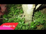 Chuyện lạ Việt Nam - Xuất hiện hoa 3000 năm mới nở một lần tại Nghệ An