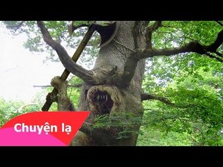 Chuyện lạ Việt Nam - Con ma gốc xoài [Phần 2]
