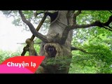 Chuyện lạ Việt Nam - Con ma gốc xoài [Phần 2]