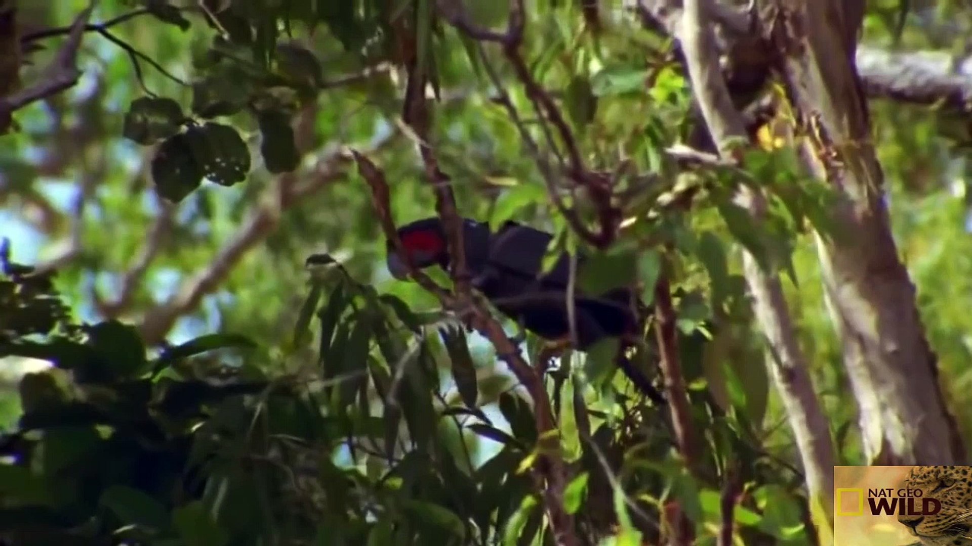 [Animals] - Discovery Channel Documentary - National Geographic Documentary(5)