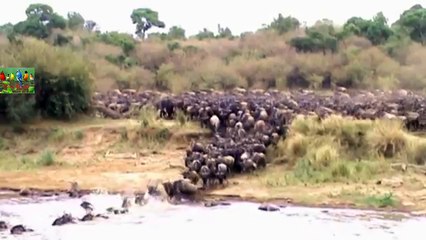 AMAZING FOOTAGE OF WILDEBEEST CROSSING THE MARA RIVER