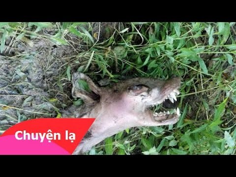 Chuyện lạ có thật - Phát hiện sinh vật lạ có vẻ ngoài giống quỷ