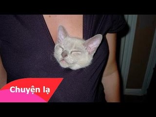 Những pha mắc kẹt hài hước của động vật