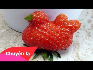 Chuyện lạ có thật - Trái dâu tây hình con gà