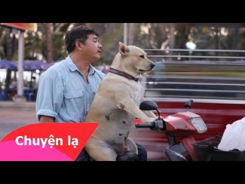 Chuyện lạ Việt Nam - Những hình ảnh chỉ có ở Việt Nam Phần 2