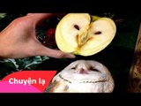Chuyện lạ Việt Nam - 10 Loại trái cây có hình dáng giống động vật