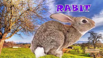 Domestic Animals For Children To Learn In English | Learning Animals For Preschoolers Todd