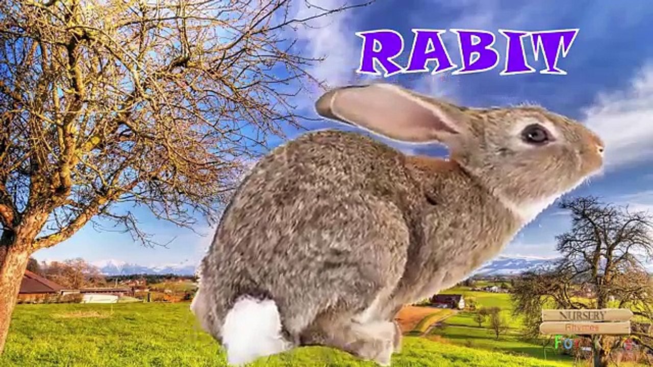 Domestic Animals For Children To Learn In English | Learning Animals For Preschoolers Todd