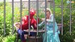 EVIL Frozen Elsa & Anna PRANK! w/ Spiderman Joker Jail Hulk Mini Toys! Superhero Fun Episo