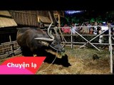 Chuyện lạ Việt Nam – Trâu 3 sừng ở Bến Tre