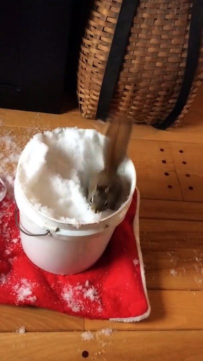 Cet écureuil adorable découvre la neige
