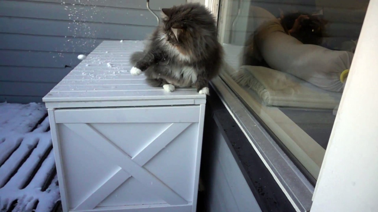 Ce chat attrape de la neige au vol en slow motion