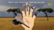 Elephant finger family | Finger Family Elephant Family Rhymes | Animals Cartoon Finger Family