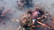Des centaines de crabes se battent pendant leur migration sous-marine