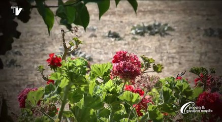 Στη γιορτή της μαστίχας 13-08-16