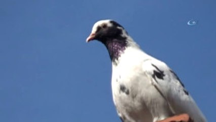 Bursa'da Kuş Gribi İddiaları Yalanlandı