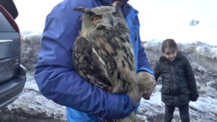 Tedavisi Tamamlanan Baykuş Doğaya Bırakıldı