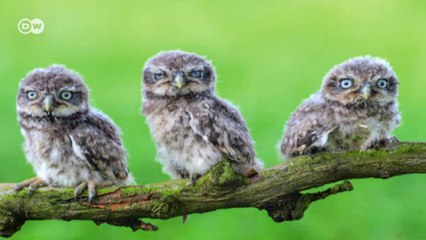 Almanya’nın vahşi doğası