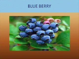 Learning Fruits Names with Pictures