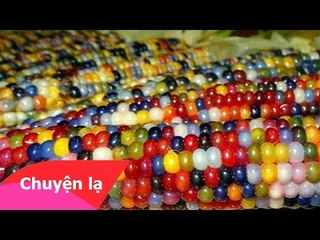Chuyện lạ Việt Nam – Những loại rau quả có màu sắc kỳ lạ