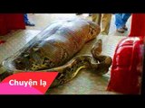 Chuyện lạ thế giới - Trăn khổng lồ ăn thịt người