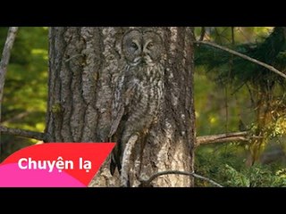 Chuyện lạ Việt Nam - Những bậc thầy ngụy trang trong thế giới động vật