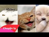 Chuyện lạ Việt Nam - Những con vật biết cười