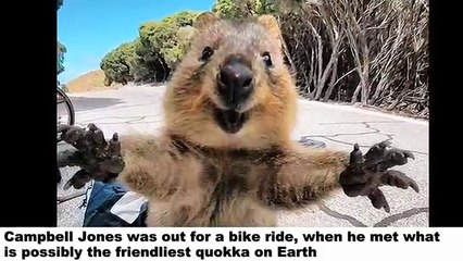 Quokka Chases Man Who Tried To Take A Selfie, And It’s The Best Love Story Ever