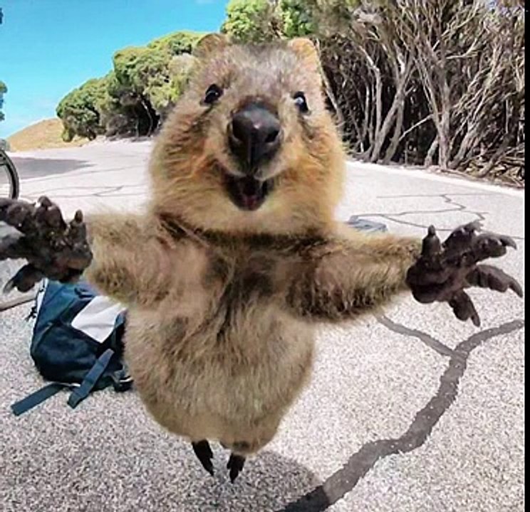 CUTEST QUOKKA EVER