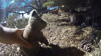 Quokka falls in love with a teddy Quokka