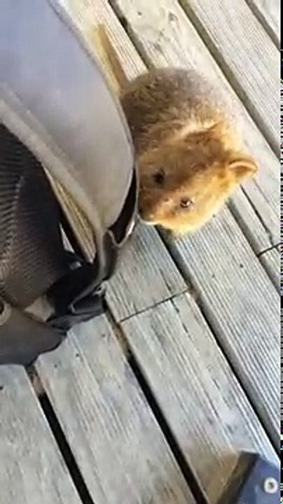 Quokka Finger Nibble
