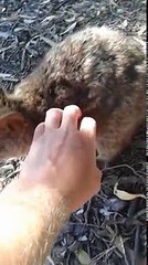 Quokka wants to be scratched