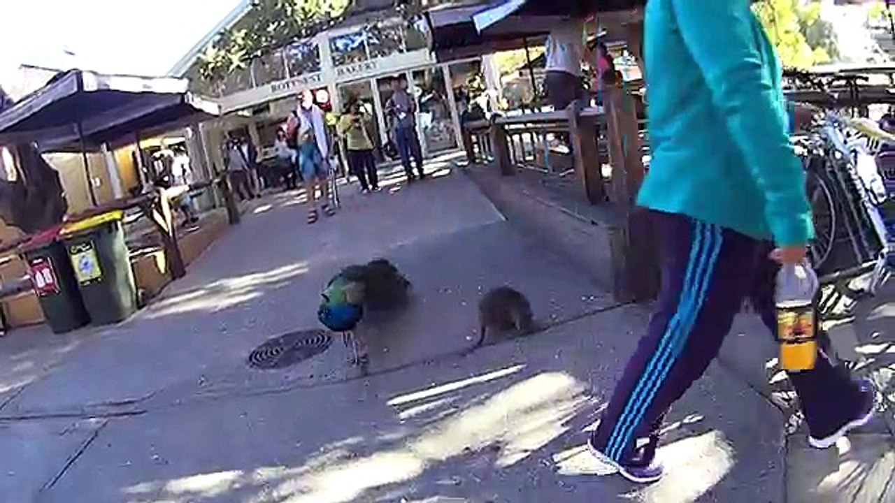 Quokka and other animals such as humans at Rottnest Island