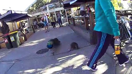 Quokka and other animals such as humans at Rottnest Island